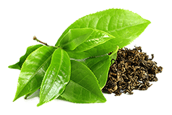 Green tea leaf dry extract