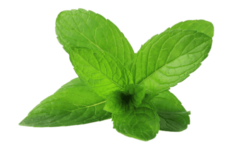 Mint leaves have a refreshing effect